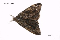 藏品(細紋黃毒蛾)的圖片